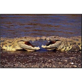 Kissing Crocs 24 x 36 inches, Wood Plaque, Ready to Hang Print Poster