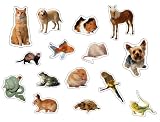 Pets: Photographic Shape Stickers