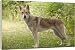 Dog - Saarloos Wolfhound. Standing, side view - 20 Inch Canvas Print (51 cm) by Ardea