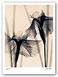 Japanese Iris by Judith McMillan 11"x14" Art Print Poster