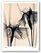 Japanese Iris by Judith McMillan 11"x14" Art Print Poster