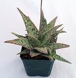 Pink Blush Aloe Plant - 4