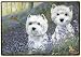 Westie Bluebells Fiddlers Elbow Doormat Rug