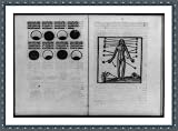Historic Print (M): [Blood-letting guide, with phases of moon and points from which blood is to be let keyed