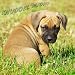 Kissen, Kuschelkissen DOGO CANARIO; ALANO