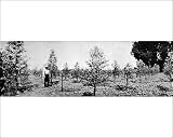Photographic Prints of Dredging the Land for Gold. Mining Extraordinary. Restoring from Mary Evans