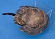 ARMOUR HORSEHOE CRAB PLUSH TOY 7"