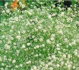 Eigenschaften Dachstauden  / Gypsophila paniculata - Schnittschleierkraut