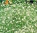 Gypsophila paniculata - Schnittschleierkraut