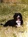 The Bernese Mountain Dog Annual - 2004 (Volume 8)