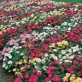 Moss Rose - Mix - 5000 Seeds