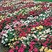 Moss Rose - Mix - 5000 Seeds
