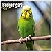 Budgerigars Calendar - Parakeet Calendars -2017 Wall calendars - Calendars 2016 - 2017 Wall Calendars - Bird Calendars - Monthly Wall Calendar by Avonside
