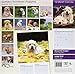 Magnet & Steel Golden Retriever Puppies 2015 Wall Calendar