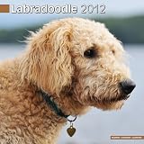 Labradoodle Wandkalender 2012 [Kalender]