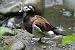 Old Squaw Duck - Summer Plumage Taxidermy Photo Reference CD