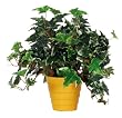 Artificial Variegated English Ivy in Yellow Ceramic