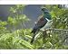Photographic Prints of New Zealand Pigeon - sitting in a tree about to feed on berries from Ardea Wildlife Pets