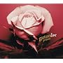 Gotan Project Live