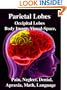 Parietal Lobes: Occipital Lobes, Body Image, Visual-Space, Pain, Neglect, Denial, Apraxia, Math, Language