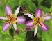 'Taipei Silk' Toad Lily Perennial - Tricyrtis
