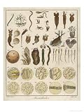 AllPosters.com