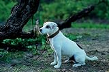 Wishbone