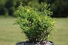 Chamaecyparis Obtusa Saffron Spray - Hinoki Cypress Tree - Pot Size 4