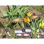Hummingbird Design Solar Light