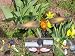 Bee Design Solar Light