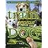 Train Your Dog - The Positive Gentle Method (Vol. 2)