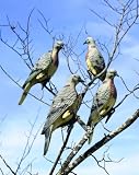 Edge Innovative Clip on Doves Hunting Decoy