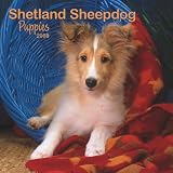Shetland Sheepdog Puppies 2008 Mini Wall: Mini 6x6