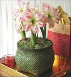 Amaryllis Aphrodite Trio in a Wild Horses Basket - New