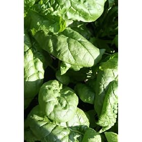 Early Hybrid #7 Spinach 1lb