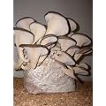 Austernpilz - Bio Pilzzucht - 4 kg Pilzbrut Pilze z�chten