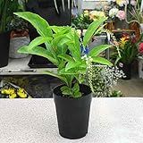 バイオリンの木 鉢植え　希少品種 香りのする花 高さ約40サイズ