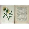 WILD FLOWERS ANNE PRATT COMMON KIDNEY VETCH COLOUR