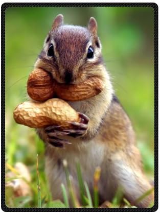 Chipmunk Soft Fleece Throw Blanket 58" x 80"(Large) Really Cheap