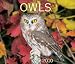 Owls 2010 (Calendar)