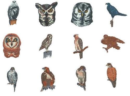 Brother Embroidery Machine Card JUMBO BIRDS OF 