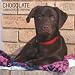Labrador Retrievers, Chocolate  2009 PLATO Square Wall Calendar