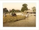 Threshing grain Bosnia Austro-Hungary, c. 1890s, (XL) Library Image