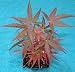 Beni Otake Bamboo Leaf Japanese Maple - 1 Year Graft
