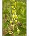 Photographic Prints of Birthwort - in flower. Widely used as a medicinal plant from Ardea Wildlife Pets