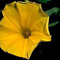 Hawaiian Woodrose 10 Seeds