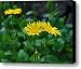 Leopards-Bane III Canvas Print / Canvas Art - Artist Marilynne Bull