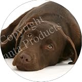  : CHOCOLATE LABRADOR DOG Fridge Magenet
