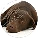 Kitchen & Housewares : CHOCOLATE LABRADOR DOG Fridge Magenet