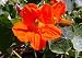 Dwarf Nasturtium 